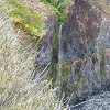 Plants: image 16 Of 62 Thumb